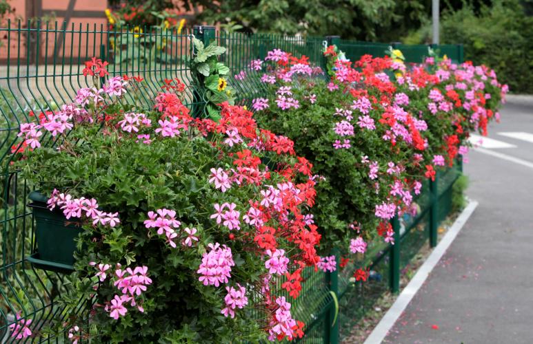 Colmar - maison-fleurie.jpg Colmar - maison-fleurie.jpg