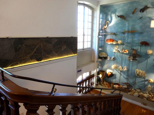 Le musée d’histoire naturelle et d’ethnographie