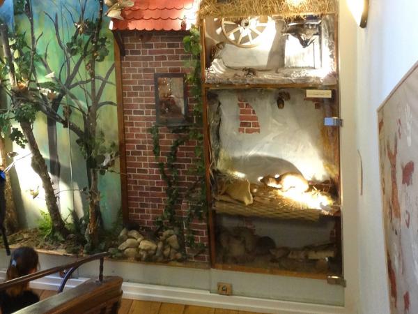 Le musée d’histoire naturelle et d’ethnographie